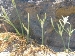 beach flowers