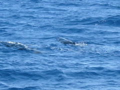 sea ripples